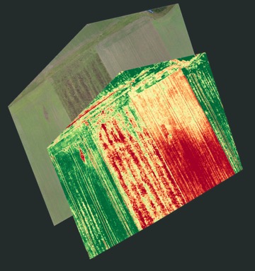 Feld_Orthomosaic_Combined